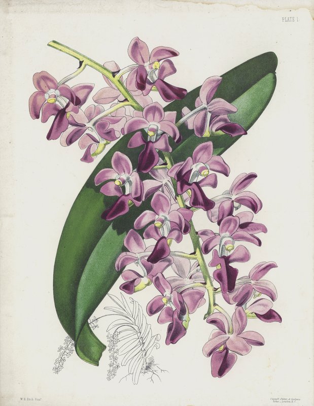 厚葉のエアプラント、Aerides Crassifolium 作： 英語学校