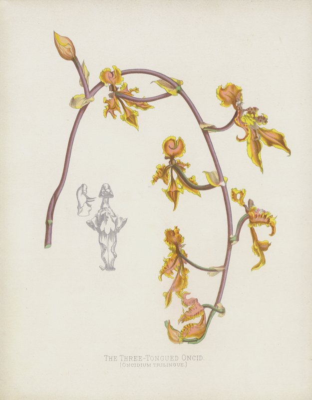 3舌のOncid、Oncidium Trilingue 作： 英語学校