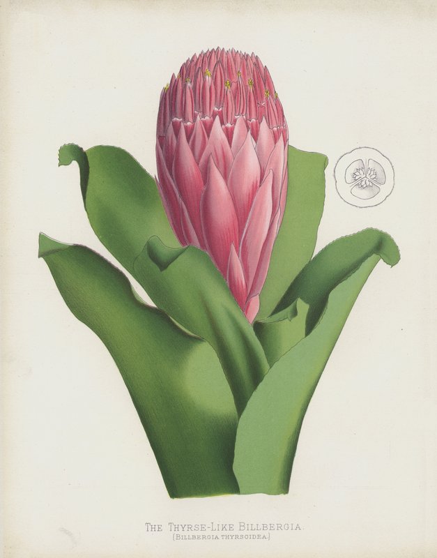 ThyrseのようなBillbergia、Billbergia Thrysoidea 作： 英語学校