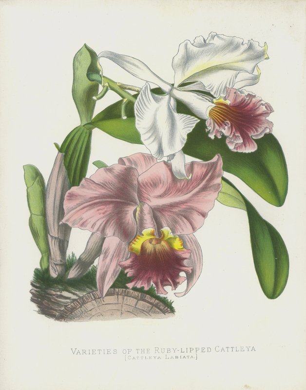 Rubyリップドカトレア、Cattleya Labiataの品種 作： 英語学校