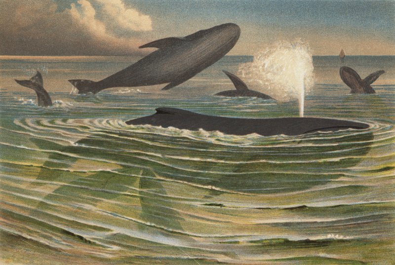 ザトウクジラ 作： ヨーロピアンスクール