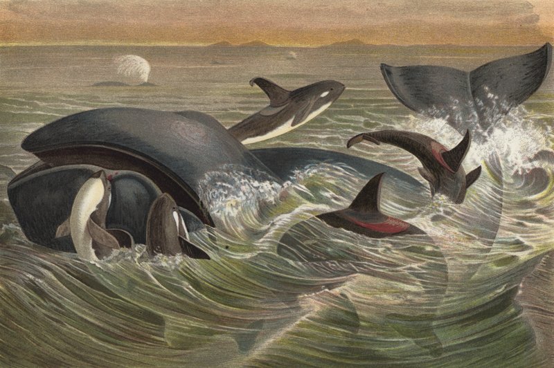 メカジキとグリーンランドクジラ 作： ヨーロピアンスクール