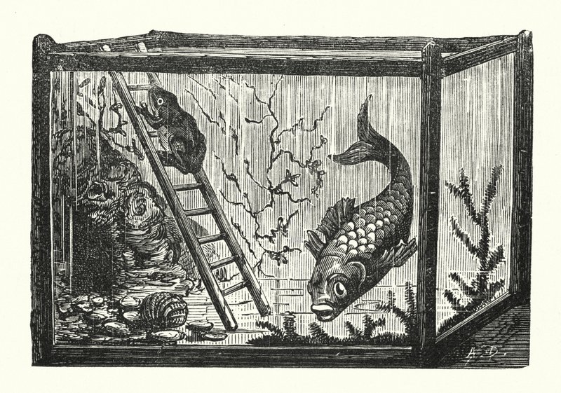 水槽の中の魚とカエル（彫刻） 作： アルバート・ロビダ