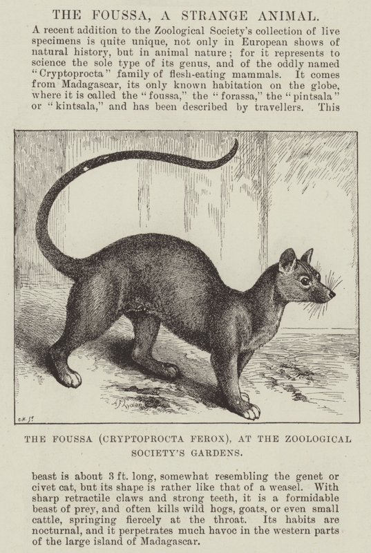 動物学協会の庭園にあるFoussa（Cryptoprocta Ferox） 作： アレクサンダー・フランシス・ライドン