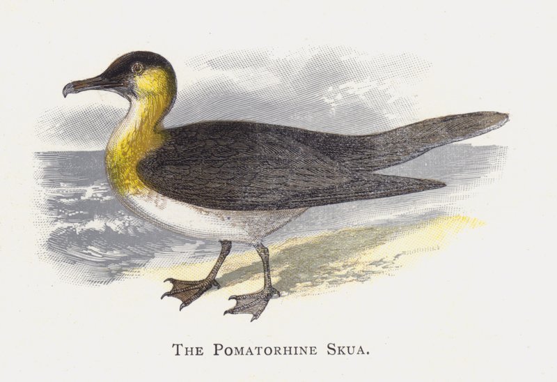 Pomatorhine Skua 作： アレクサンダー・フランシス・ライドン