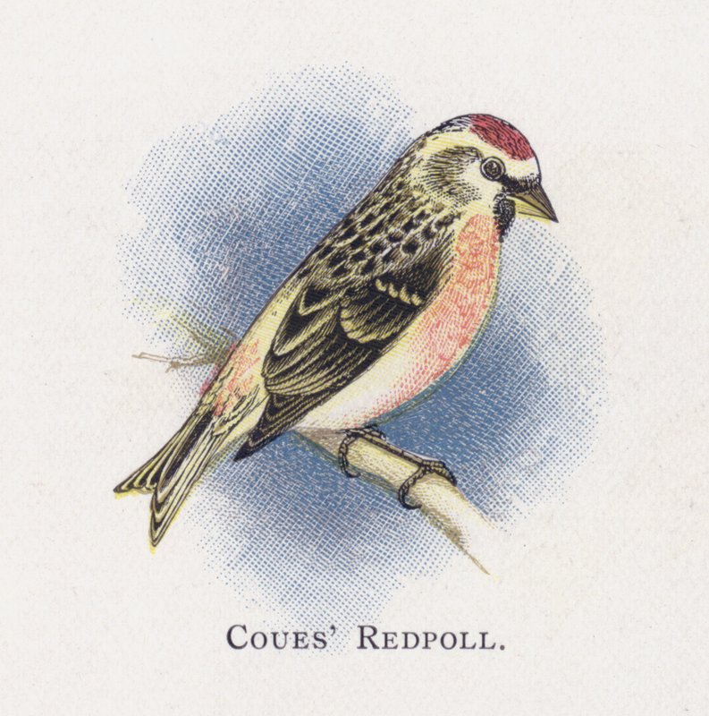 Coues Redpoll 作： アレクサンダー・フランシス・ライドン