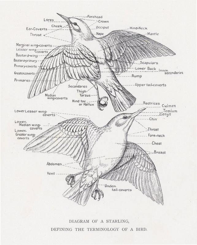 鳥の用語を定義したムクドリの図（リトグラフ 作： アレクサンダー・フランシス・ライドン