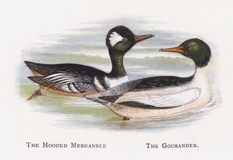 フード付きのMerganser、The Goosander 作： アレクサンダー・フランシス・ライドン