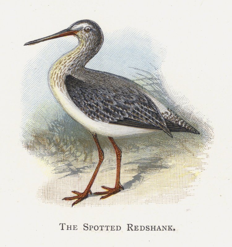 斑点を付けられたRedshank 作： アレクサンダー・フランシス・ライドン