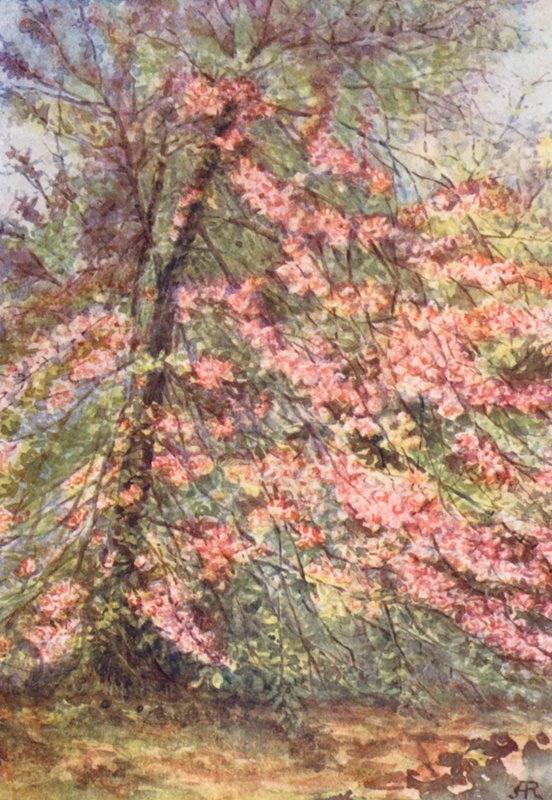 ニューフォレスト：5月上旬の「囲いの中」、野生のカニの花（カラーリトグラフ） 作： 