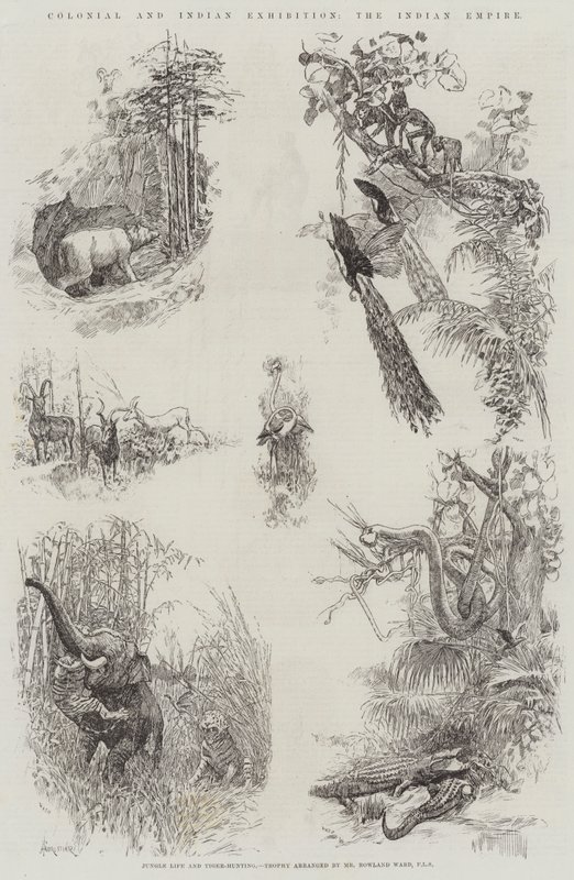 植民地とインドの展覧会、インディアン帝国 作： アメディー・フォレスティエ
