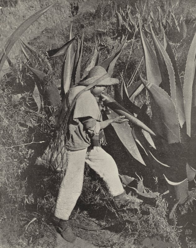 メキシコのプルケ採集者（モノクロ写真 作： アメリカの写真家（後）
