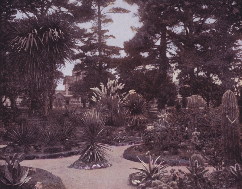 南カリフォルニアのサボテン園（モノクロ写真 作： アメリカの写真家（後）