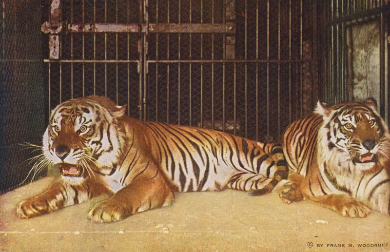 シカゴリンカーンパークのタイガース（カラー写真） 作： アメリカの写真家
