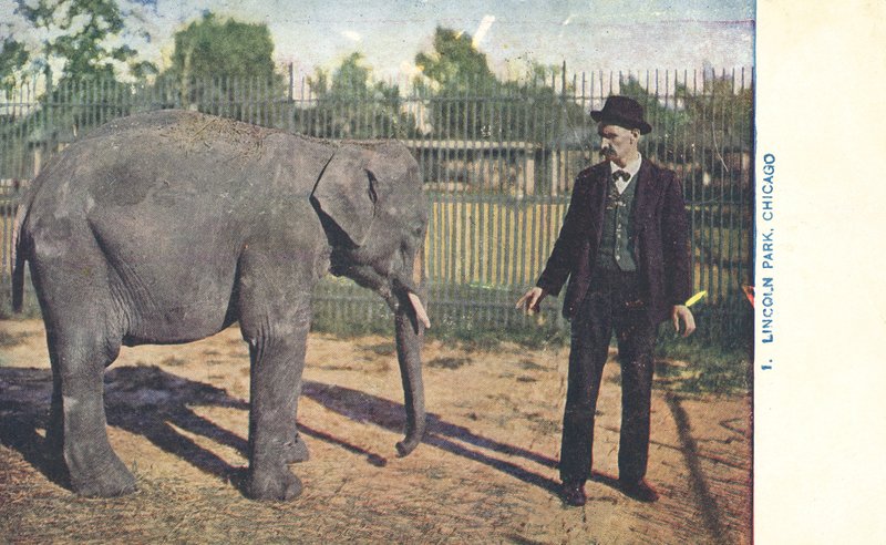 若いゾウ、リンカーンパーク動物園、シカゴ、アメリカ（カラー写真） 作： アメリカの写真家