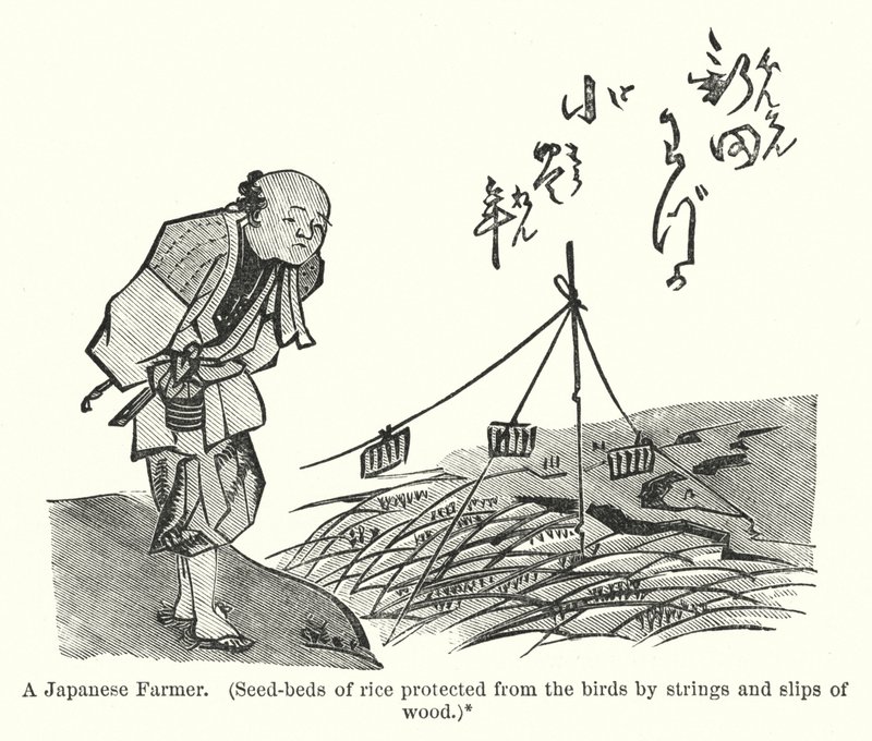 日本の農家、木の紐と滑り台で鳥から守られた稲の苗床（彫刻 作： アメリカの学校