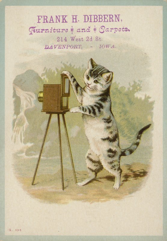 写真を撮る猫 作： アメリカの学校