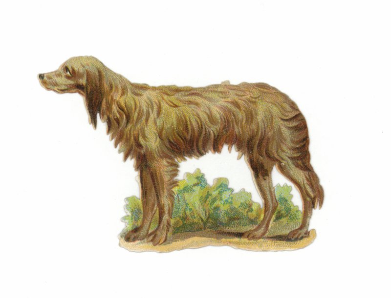 アイリッシュウルフハウンド犬 作： アメリカの学校