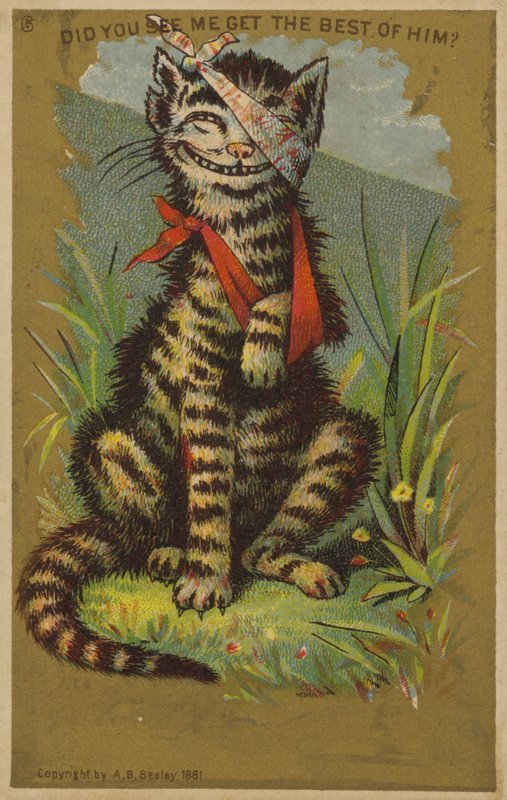 けがをした猫 作： アメリカの学校
