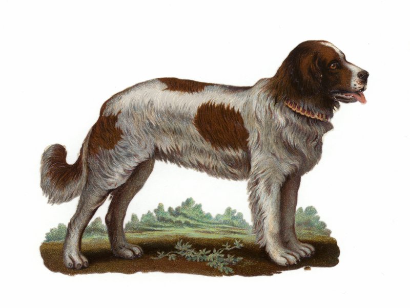 セントバーナード犬 作： アメリカの学校
