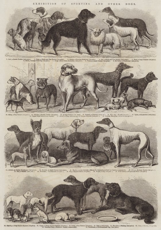 スポーツとその他の犬の展示 作： B.クレイトン