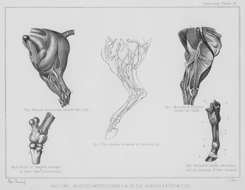 後肢の解剖学的構造、筋肉、動脈、骨など(リトグラフ) 作： ベンジャミン・ニシン