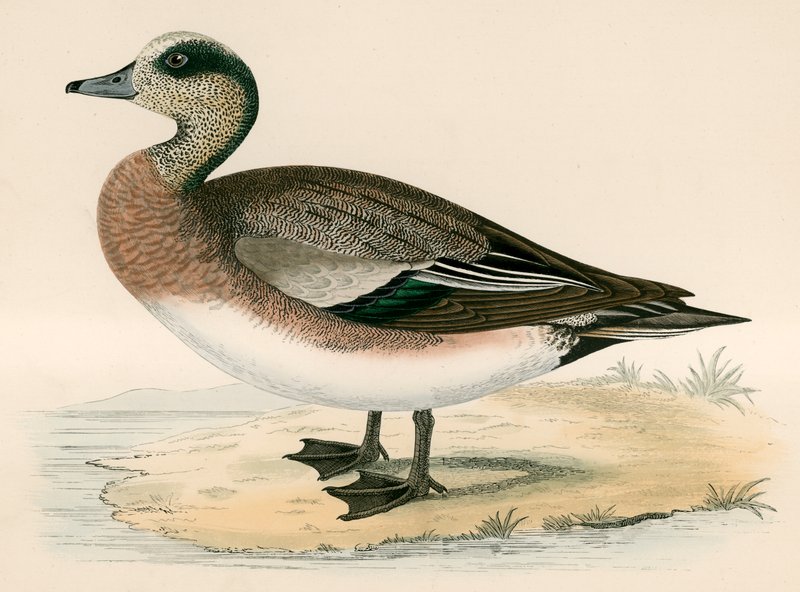 アメリカのWigeon 作： ビバリーRモリス