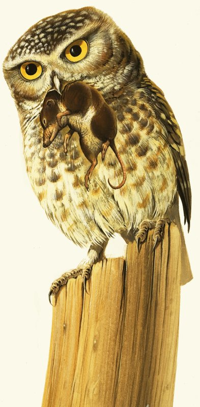 コキンメフクロウとコモンシュラウ 作： ボブ・ハーシー
