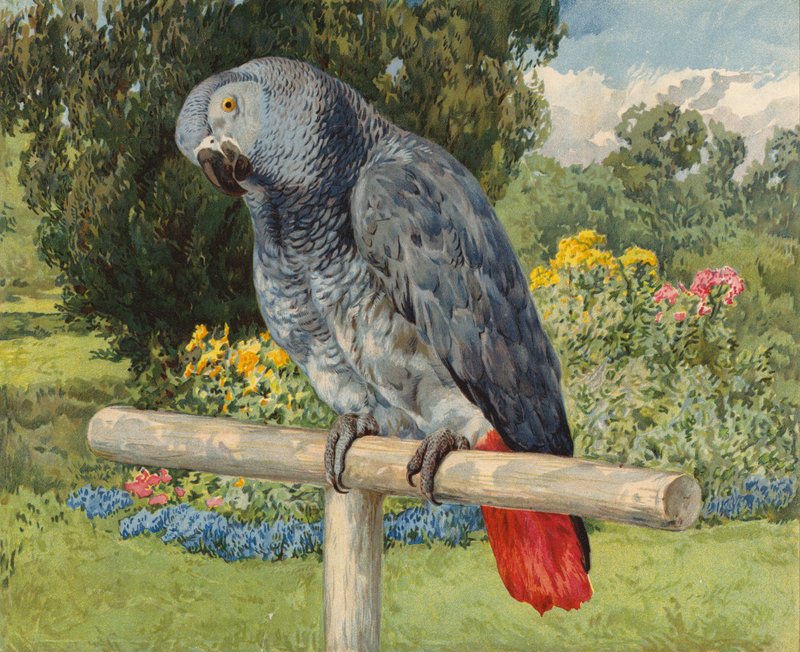 灰色のオウム（chromolitho 作： チャールズ・コリンズ