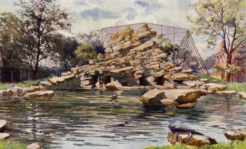 ロンドン動物園: アシカの池 (カラー リソ) 作： チャールズ・エドウィン・フラワー