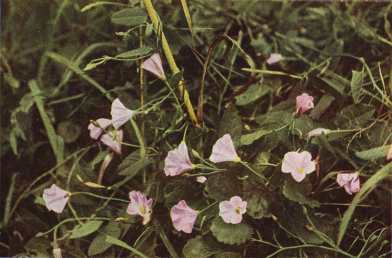 野の花：ヒルガオ（カラー写真） 作： チャールズエッセンハイコーク