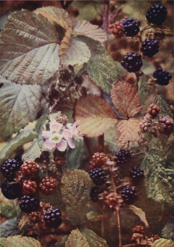 野の花：ブランブル（カラー写真） 作： チャールズエッセンハイコーク
