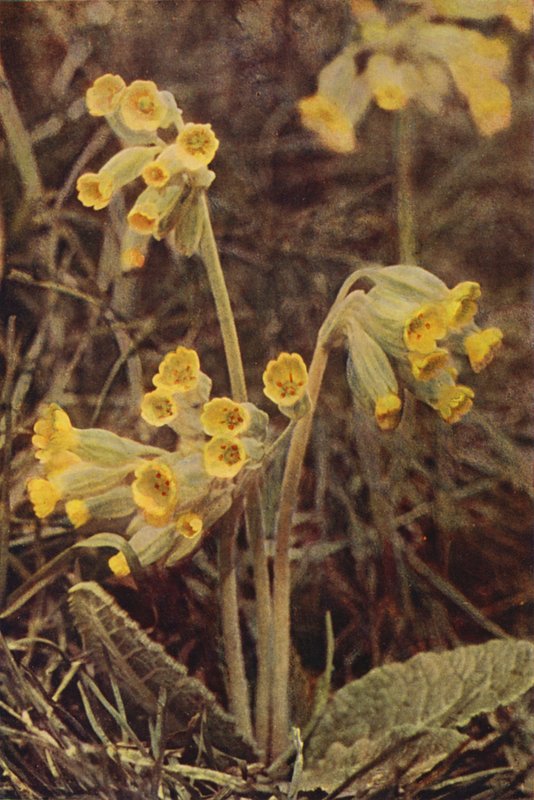野の花：カウスリップ（カラー写真） 作： チャールズエッセンハイコーク