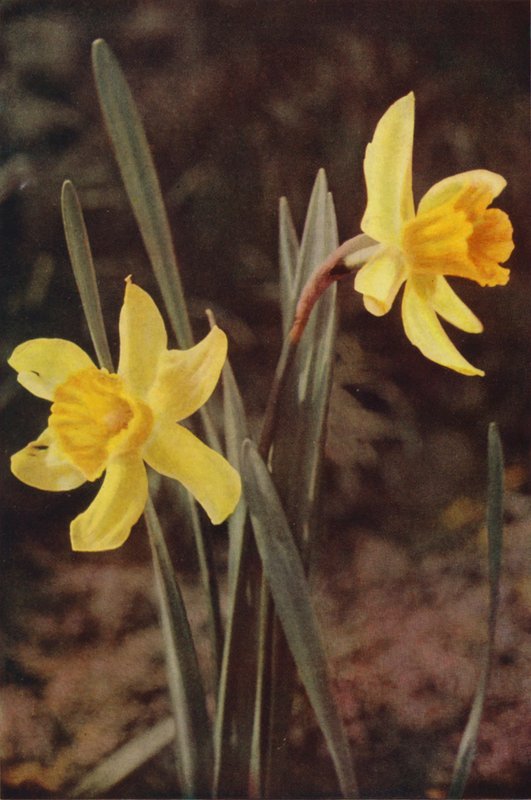 野の花：スイセン（カラー写真） 作： チャールズエッセンハイコーク