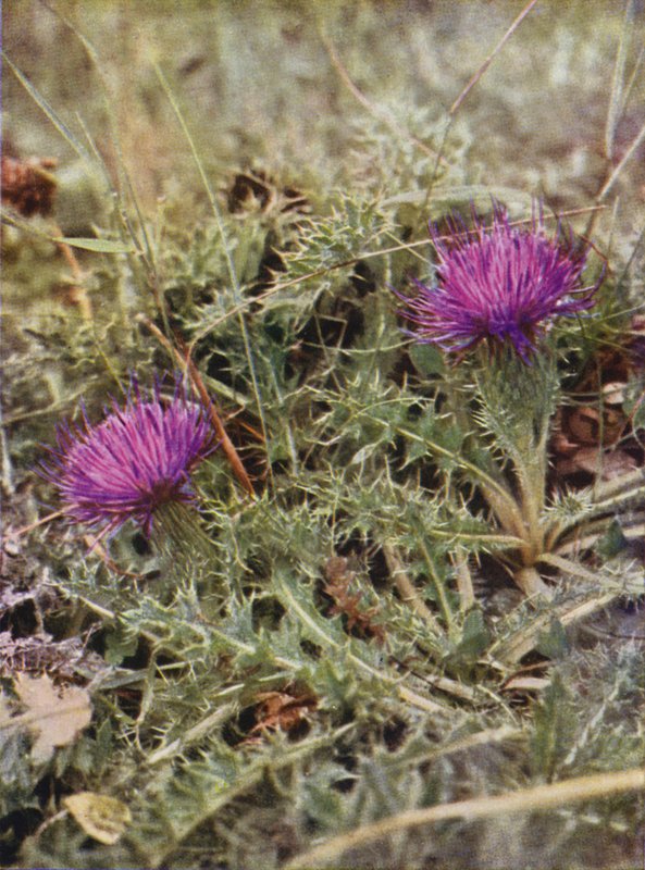 野の花：ドワーフシスル（カラー写真） 作： チャールズエッセンハイコーク