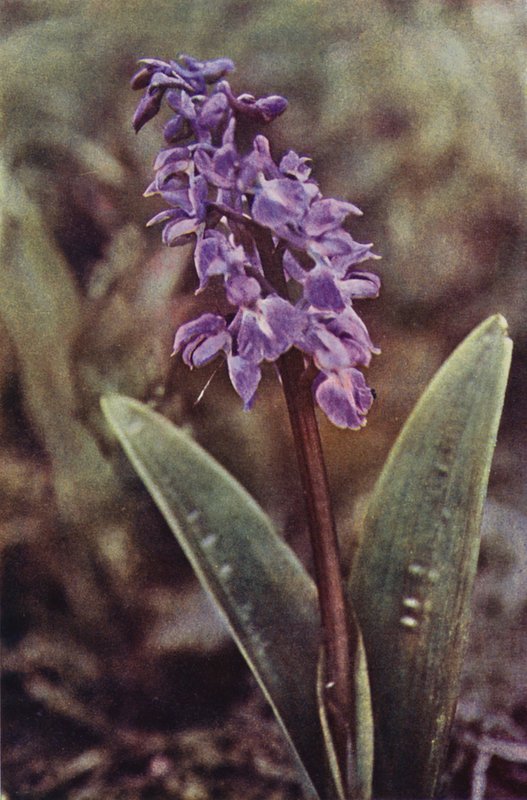 野の花：アーリーパープルラン（カラー写真） 作： チャールズエッセンハイコーク