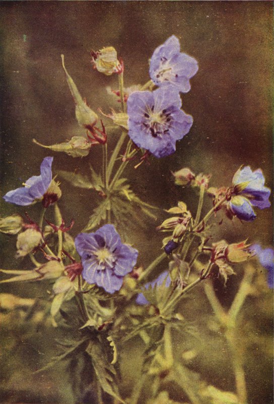 野の花：メドウツルのくちばし（カラー写真） 作： チャールズエッセンハイコーク