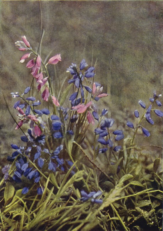 野の花：トウワタ（カラー写真） 作： チャールズエッセンハイコーク