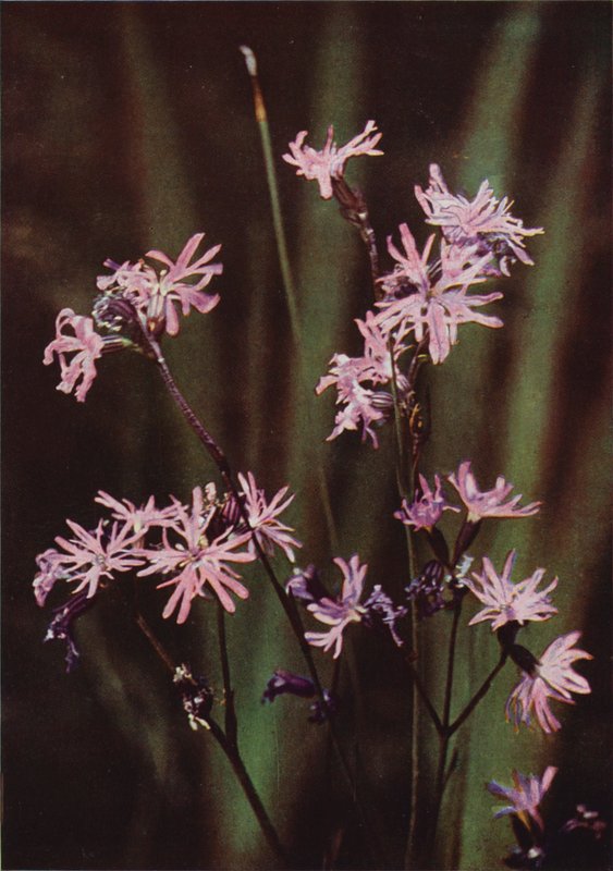 野の花：Ragged Robin（カラー写真） 作： チャールズエッセンハイコーク