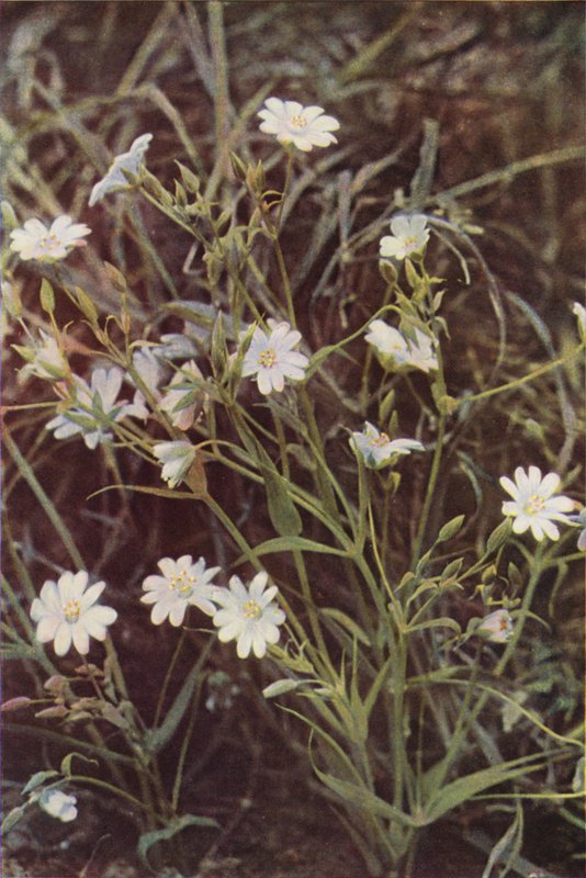 野の花：スティッチワート（カラー写真） 作： チャールズエッセンハイコーク