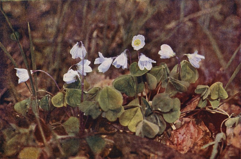 野の花：スイバ（カラー写真） 作： チャールズエッセンハイコーク