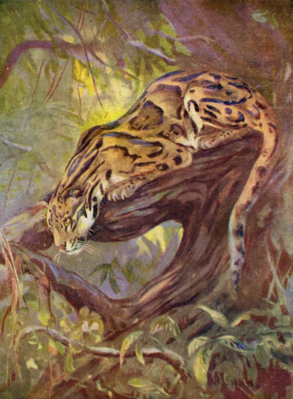 動物園で: ウンピョウ (カラーリソ) 作： カスバート・エドマンド・スワン