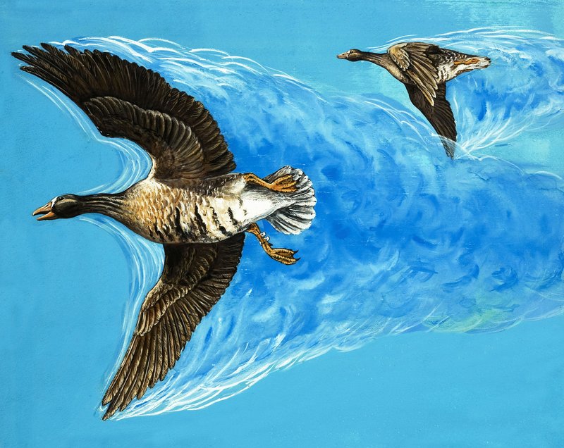 鳥の飛来による乱気流 作： D. マケレ。