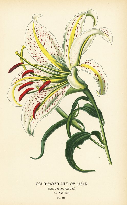 Dsir_Georges_Jean_Marie_Bois_-
