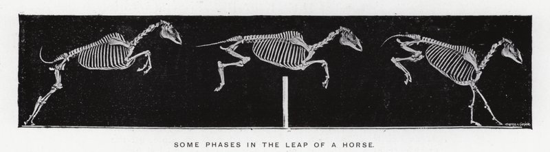 Eadweard Muybridge（エドワード・マイブリッジ）。馬の跳躍におけるいくつかの段階（モノクロ写真 作： エドワード・マイブリッジ