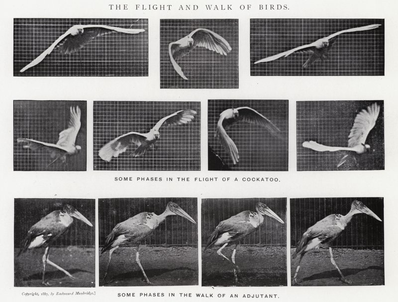 エドワード・マイブリッジ鳥の飛行と散歩（モノクロ写真 作： エドワード・マイブリッジ