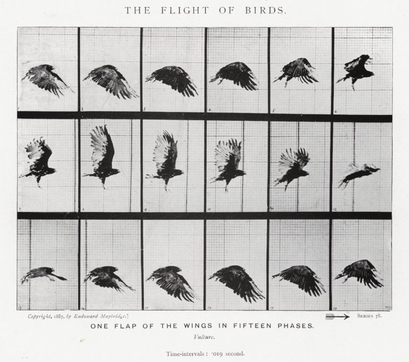 エドワード・マイブリッジ鳥の飛翔」（モノクロ写真 作： エドワード・マイブリッジ