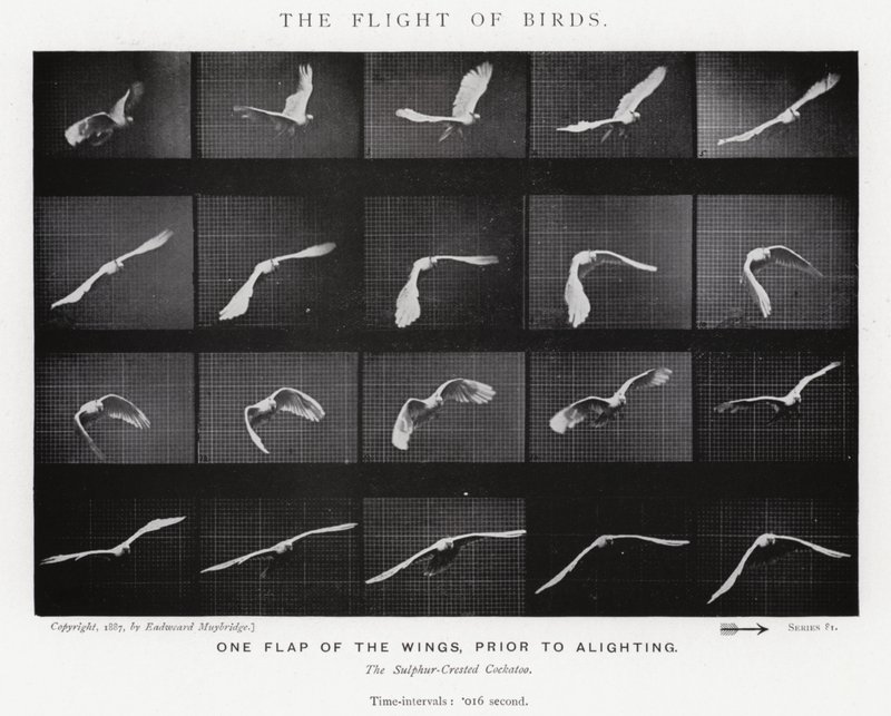 エドワード・マイブリッジ鳥の飛翔」（モノクロ写真 作： エドワード・マイブリッジ