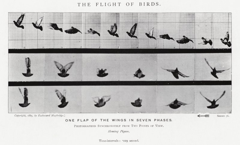 エドワード・マイブリッジ鳥の飛翔」（モノクロ写真 作： エドワード・マイブリッジ