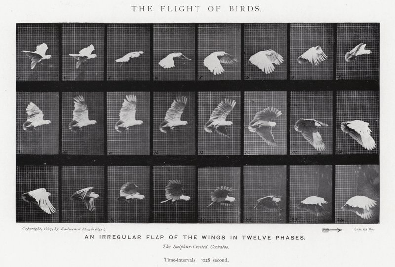 エドワード・マイブリッジ鳥の飛翔」（モノクロ写真 作： エドワード・マイブリッジ